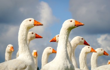 Lustig - Gänse machen langen Hals