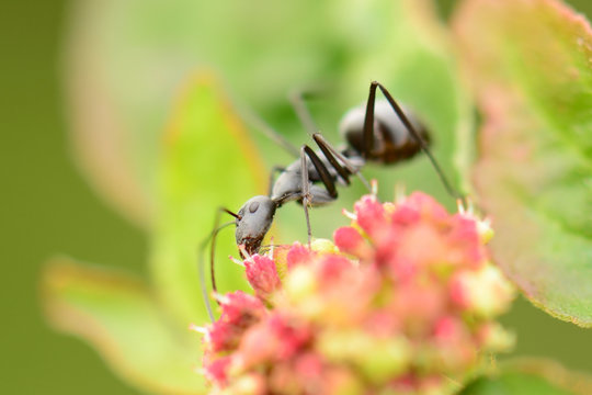 Black ant on flowers
