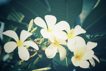 Fototapeta premium White frangipani flower on tree