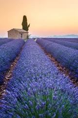 Foto auf Acrylglas Valensole, Provence, France. Lavender field full of purple flowers © ronnybas