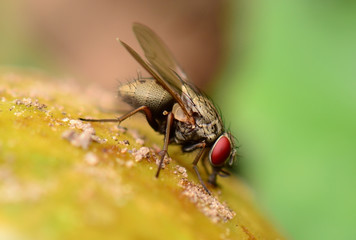 fly macro