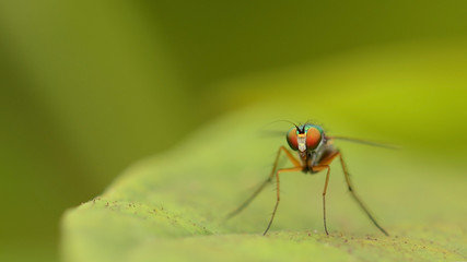 Beautiful little fly
