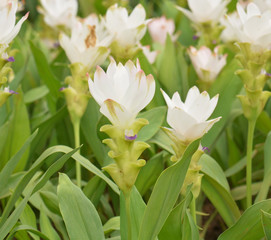 Obraz premium Curcuma alismatifolia, Siam tulip
