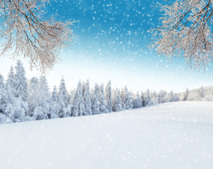 Winter landscape with tree branches