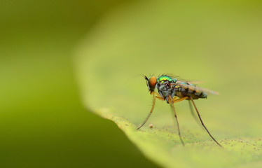 Beautiful little fly
