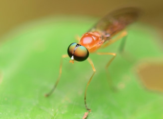 Small Insect