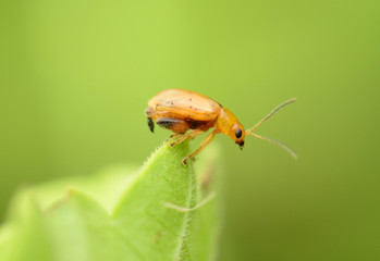 Small Insect