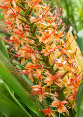 Schmetterlingsingwer