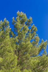 Pine tree crown