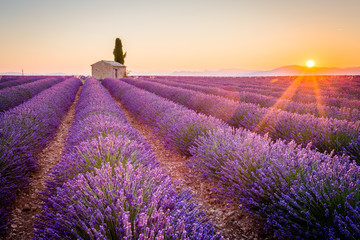 Valensole, Provence, France. Lavender field full of purple flowers - obrazy, fototapety, plakaty