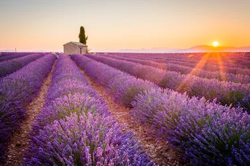 Fotobehang Valensole, Provence, Frankrijk. Lavendelveld vol paarse bloemen © ronnybas