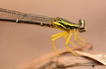dragonfly macro