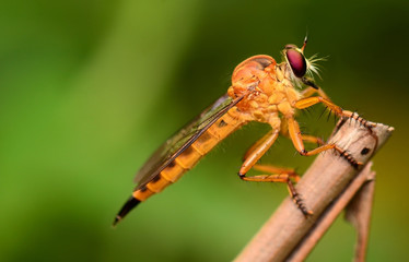 beautiful Yellow dragonfly