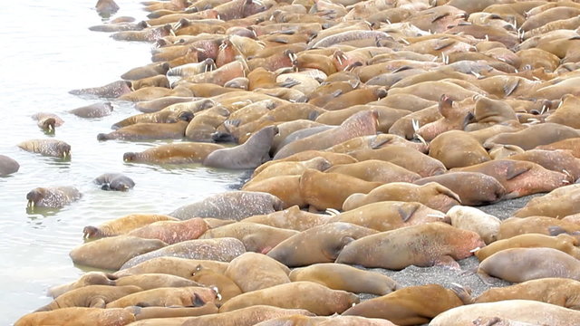 Incredible picture - sleeping on sand big bodies