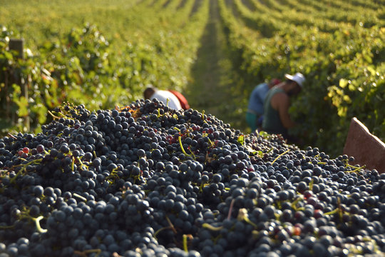 Vendemmia