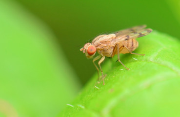 Small Insect