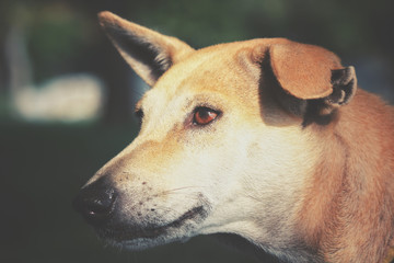 Obraz premium Dog looking