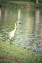 Obraz premium Stork bird