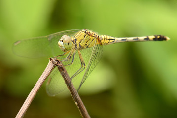 Beautiful dragonfly