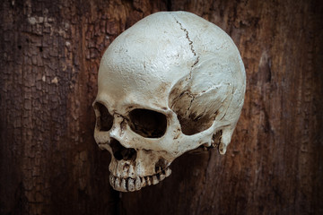 Skull on wooden  background