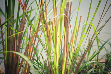 Fototapeta premium Vetiver grass