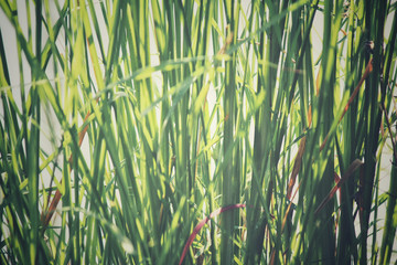Obraz premium Vetiver grass