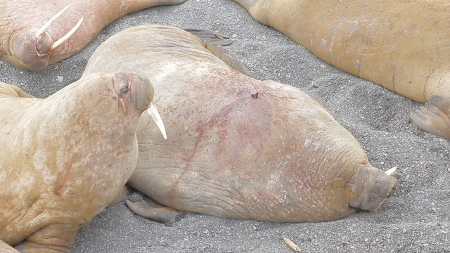 As sways bag of fat: Atlantic walrus is arranged to sleep on Barents sea beach