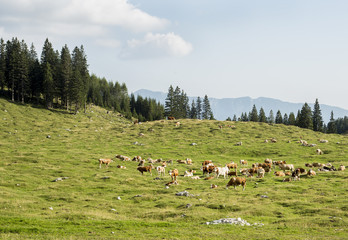 Cow herd