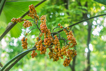 Kerriodoxa elegans or white Elephant Palm