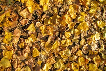 Жёлтые осеннии листья 