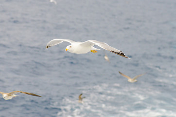 European gull in flight above sea