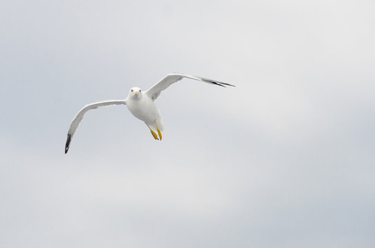 European gull in flight