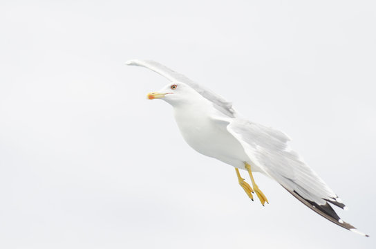 European gull flying