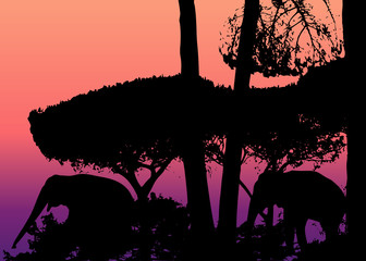 Silhouettes trees and elephants