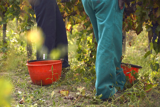 Vendemmia