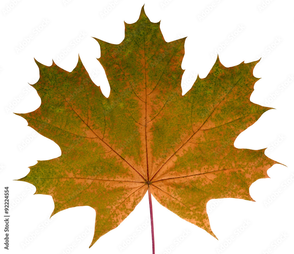 Wall mural autumn leaf maple on a white background isolated with clipping path. nature. closeup with no shadows