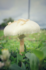 Mushrooms on the grass