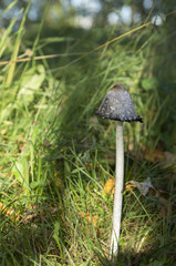An isolated mushroom with a hat in the grass