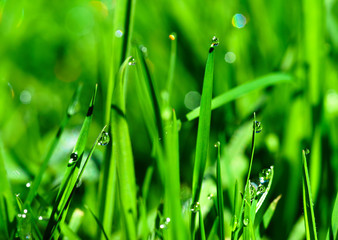 Fototapeta premium Morning dew drops on green grass leaves