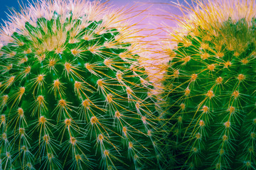Close up of a cactus flower, shallow DOF