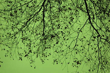 Fototapeta premium Green sky.