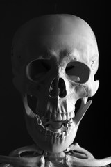 Scary Skeleton on black background