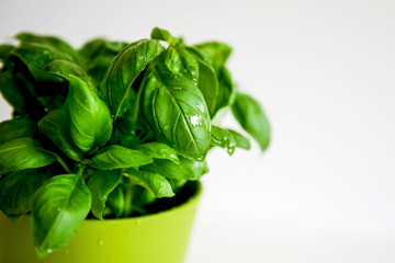 Fresh Basil in Pot
