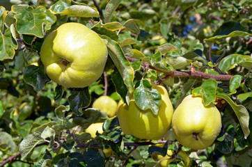 Golden apples on branch