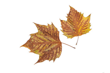 Zwei Herbstblätter als Freisteller