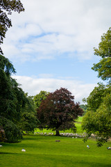 Fototapeta na wymiar Green Meadows and Trees in Beautiful Ilam Hall in Peak District