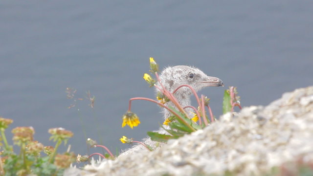 Portrait juv glaucous gulls with  Arctic flowering dandelions and Rhodiola rosea
