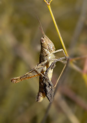 Grasshopper
