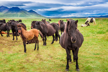 Obraz premium Several Icelandic horses in the mountains
