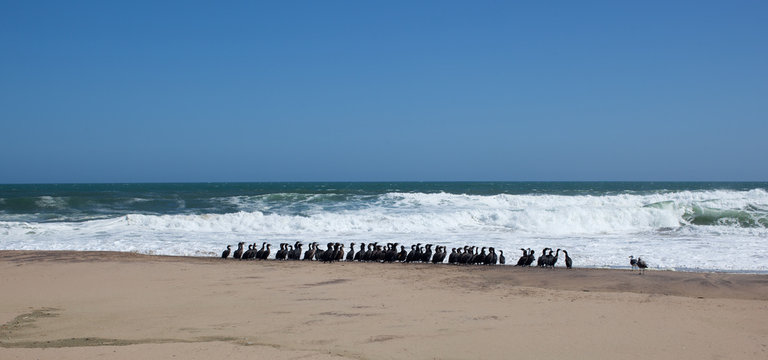 Colonia di cormorani in spiaggia